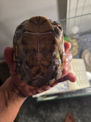 Musk turtle