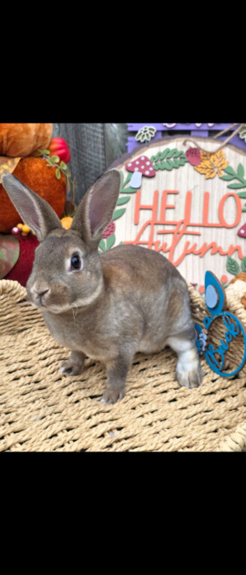 Castor Buck Mini Rex to RESERVE