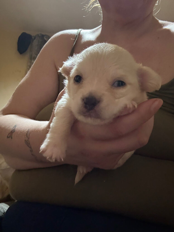 Chihuahuas forsale