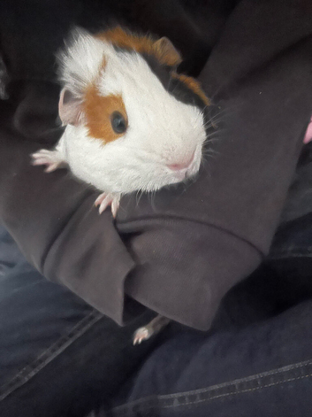 2 lovely baby boy guinea pigs too be rehomed together