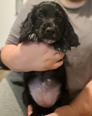 KC cocker puppy
