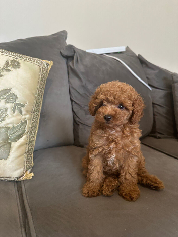 Asian extra Mini maltipoo ready to go(3 left