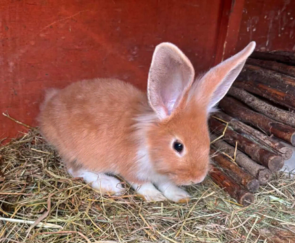 Last buck of litter 11wks old