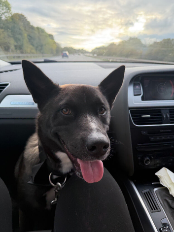 Husky x Shepard 12 month old female