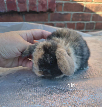 Mini lop bunnies ready 21st November