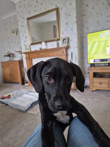 Staffy/ Lurcher