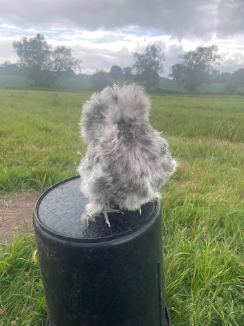 Stunning silkie bantams for sale- a variety of colours