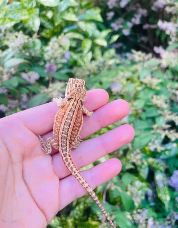 Beautiful bearded dragons