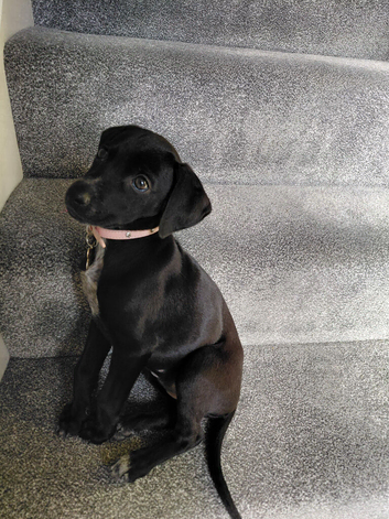 Welsh Terrier Whippet Cross 12 weeks old