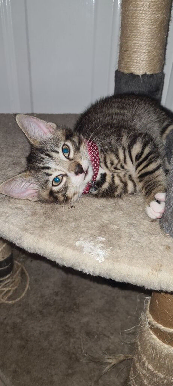 Ready NOW kittens