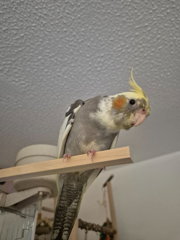 Handreared Cockatiel