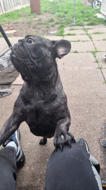 2 beautiful healthy French bulldog
