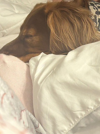 Looking for a loving home for my 5 year old male cocker spaniel