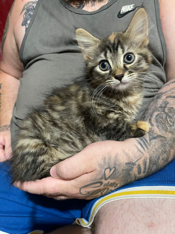 1 girl kitten for sale