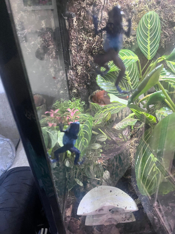 Dart frogs