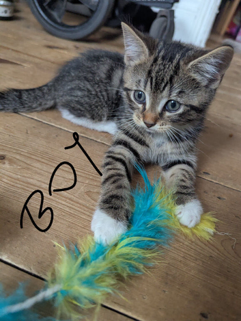 Beautiful 8-Week-Old Kittens Ready for Their Forever Homes