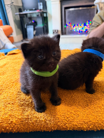 3 gorgeous black kittens for sale