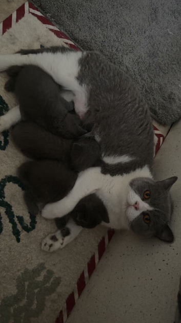 3 beautiful BSH kittens