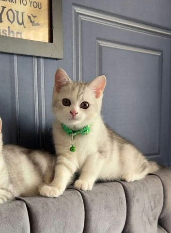 British shorthair male
