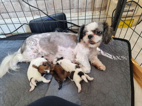 Shih tzu pup