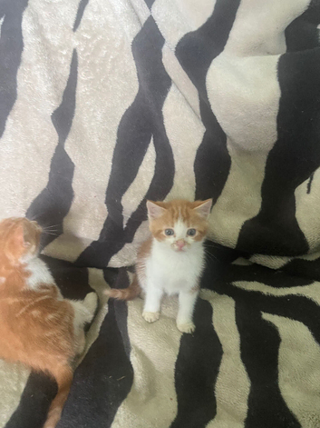2 gingers kittens looking for their forever homes