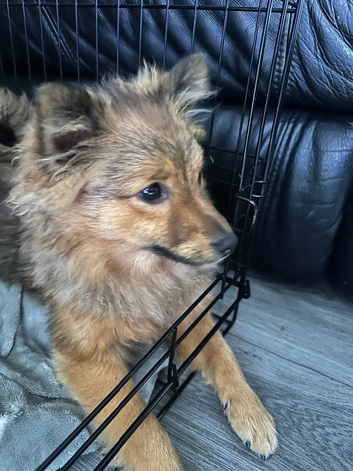 Pomeranian