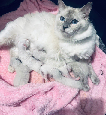 Ragdoll kittens available soon