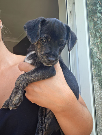 9 wk old Jackapoo girl
