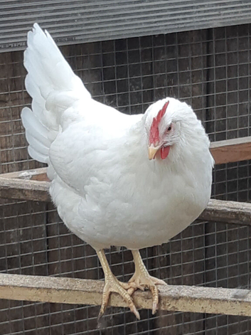Last 2 Pol chickens/ laying hens