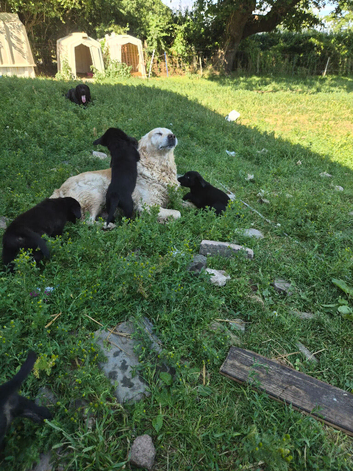Malamute x black Labrador puppies