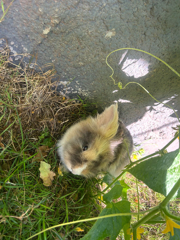 I have 3 beautiful rabbit