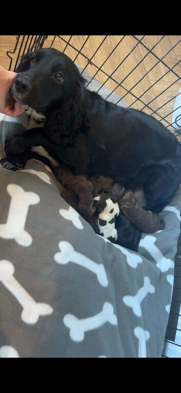 2 beautiful cocker spaniel puppies (boys).