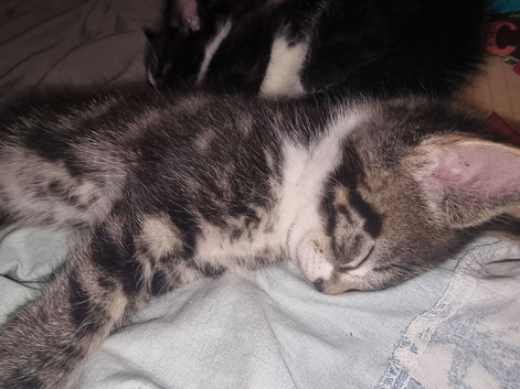 playful boy ready to new home