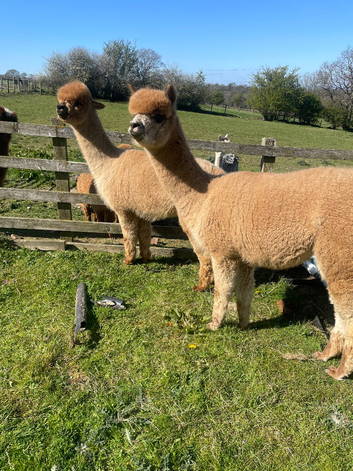 Group of 3 BAS registered Alpaca Females