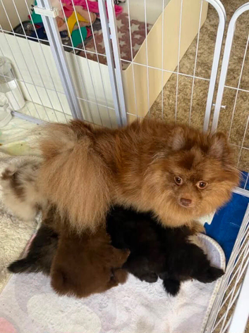 Beautiful Home Raised Pomeranian Puppies