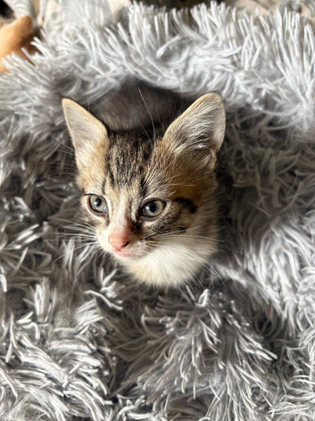 4 kittens for sale.