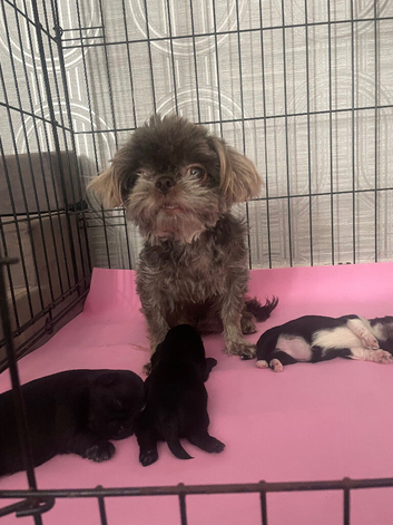 Imperial Shih Tzu