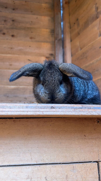 * 4 Gorgeous French Lop &times; Continental Cross Baby Bunnies