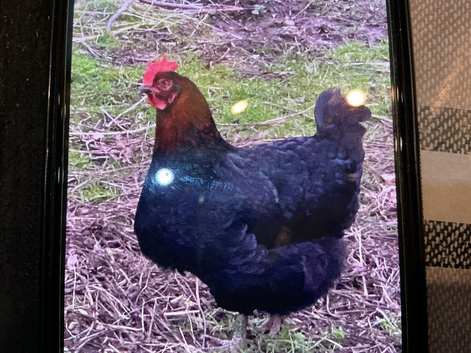 French copper marans