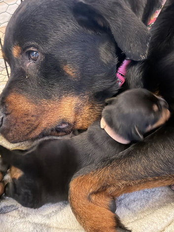 Rottweiler pups