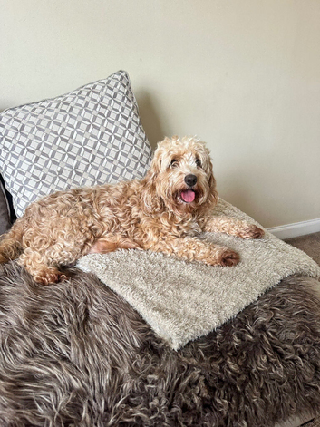 Cockapoo F1B puppies