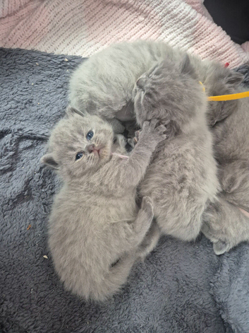 Beautiful lilac kittens