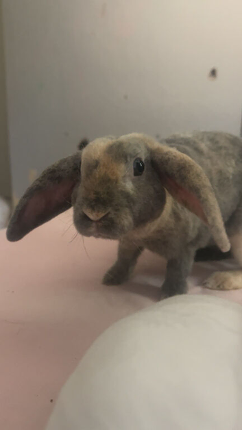 boy bunny