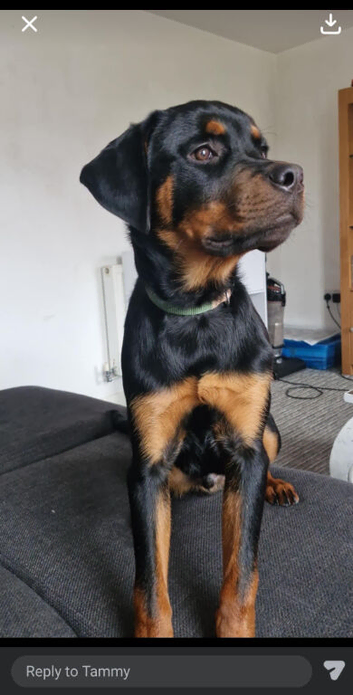 Rottweiler male
