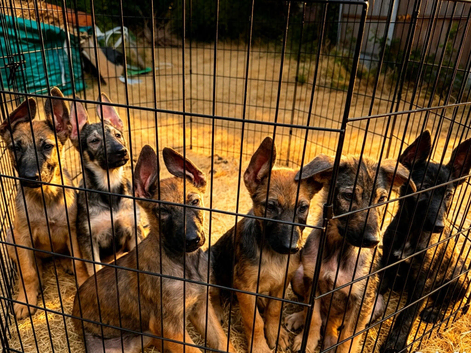 Dutch &times; German Shepherd Puppies for Sale