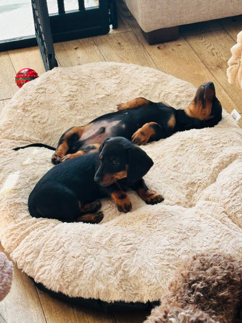 Puppy 10 week Dachshund Doxie Thelma