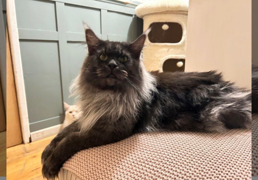 Maine coon GCCF & Tica active! CHAMPION, STUD duties only