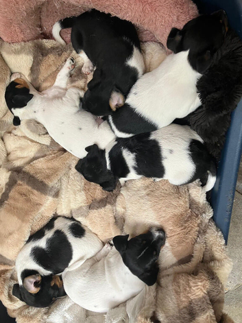 Jack Russell puppies