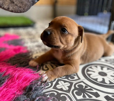 Red Staffordshire bull terrier puppies