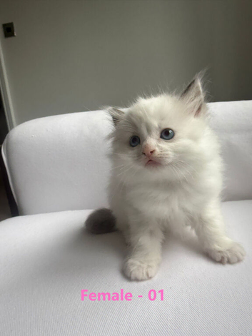 GCCF RAGDOLL 3 FEMALES AND  1 MALE